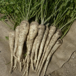 Pietruszka Corsica F1 100 tyś. nasion B-mox Primed ST